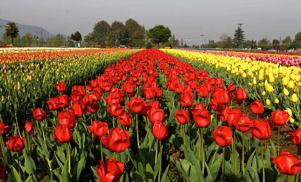 tulip garden